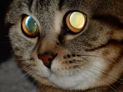 Магия глаз кошки - бесплатное скачивание