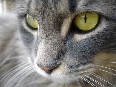 Облако глаз кошки: фото с разными форматами скачивания