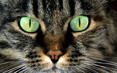 Глаза кошки - фото в высоком разрешении