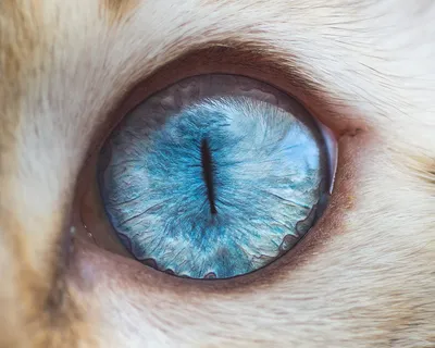 Пленительные глаза кошки на фотографии
