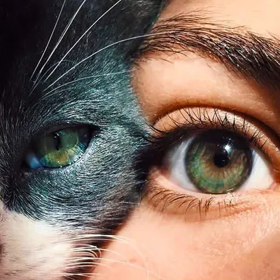 Волшебство глаз кошки - фото изображения