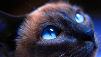Глаза кошки - красочные изображения для скачивания