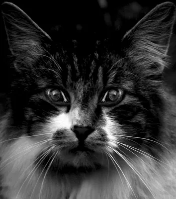 Глаза кошки на фотографии - скачать в формате png