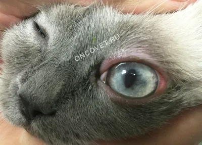 Фото глаз кошки в формате jpg - скачать бесплатно