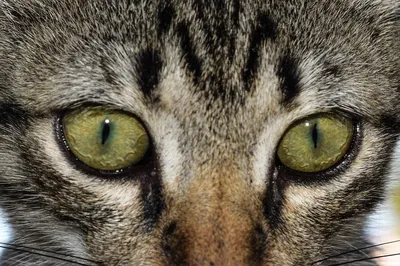 Изумительные глаза кошки на фото