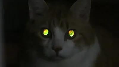Глаза кошки - фото скачать в формате webp