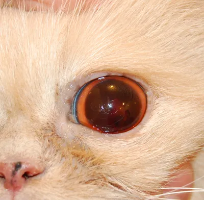 Фото глаз кошки - изображения в png формате