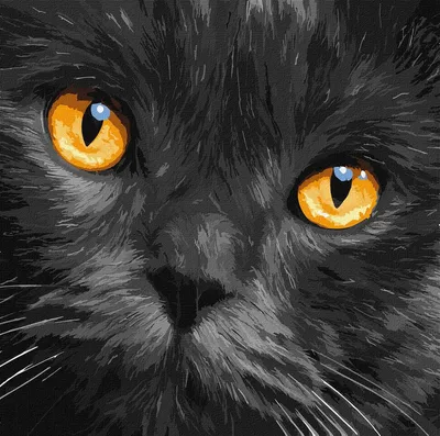 Разнообразие глаз кошки на фото