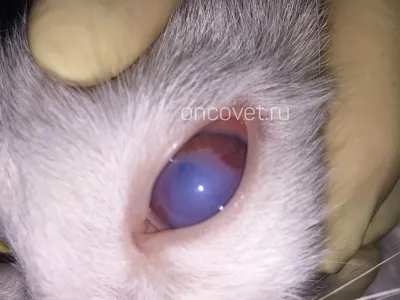 Глаза кошки - фото в высоком качестве для скачивания