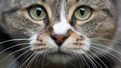 Волшебный свет в глазах кошки на фото