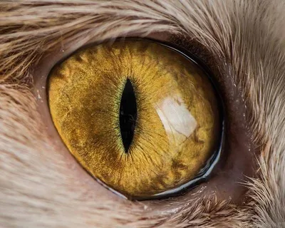 Фото глаз кошки - бесплатное скачивание