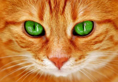 Глаза кошки - фото в png формате