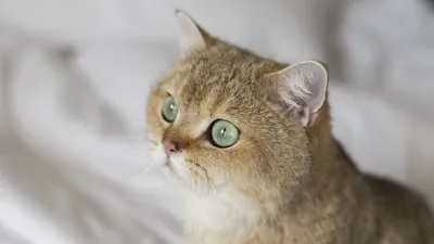 Магнетический взгляд глаз кошки на фото