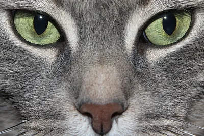 Фото глаз кошки - качество png
