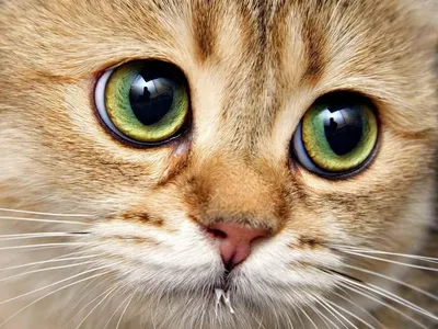 Удивительные глаза кошки на фото