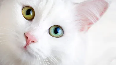 Искусство захватить взгляд - фото глаз кошки