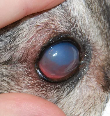 Глазные болезни собак фото фотографии