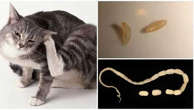 Глисты у кошек: фото, виды и лечение