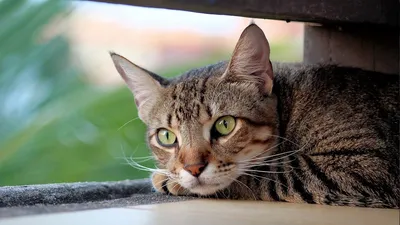 Глисты у кошек: причины, симптомы, лечение, профилактика в домашних условиях