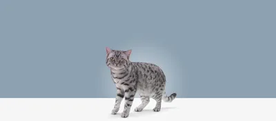 Глисты у кошек: симптомы, признаки, лечение | WHISKAS®