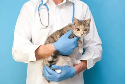 Глисты у кошек: фото, виды и лечение