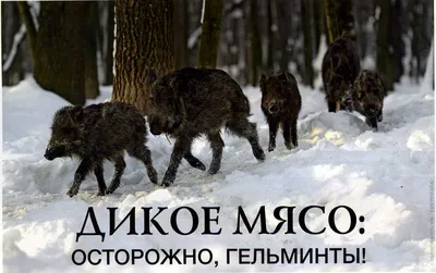 Помощь для начинающих животноводов - корова. Часть 2 | Общие вопросы по КРС  форум на Fermer.ru / Стр. 42 из 171