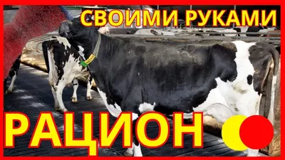 Консультации ветеринара практика. КРС. | Ветеринария КРС форум на Fermer.ru  / Стр. 254 из 345