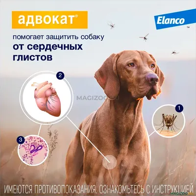 Глисты у кошек, причины, симптомы, лечение - ветклиника \"в Добрые Руки\"