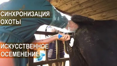 Чем опасны паразиты в морепродуктах | Ветеринария и жизнь