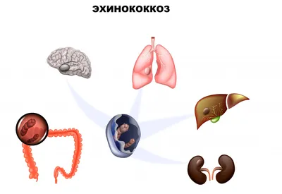 Коровы не хотят есть таблетки от глистов | Fermer.Ru - Фермер.Ру - Главный  фермерский портал - все о бизнесе в сельском хозяйстве. Форум фермеров.