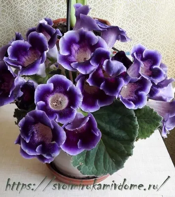 Комнатный цветок глоксиния – фото, уход в домашних условиях