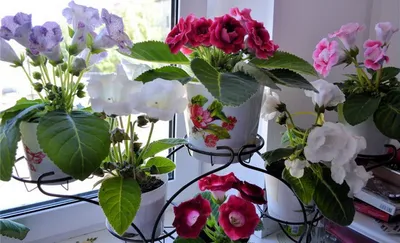 Глоксиния уход и выращивание в домашних условиях, фото цветка