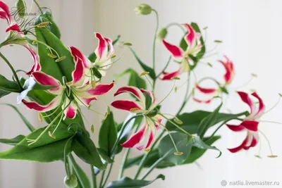 Фото растения и цветка Глориозы: скачать в хорошем качестве