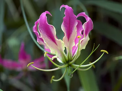 Глориоза - восхитительный цветок: фото, картинки, обои
