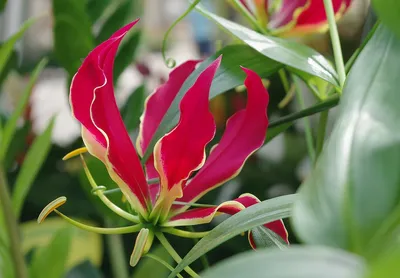 Фото растения и цветка Глориозы: скачать бесплатно