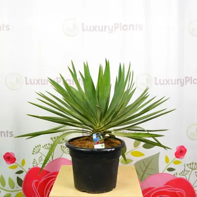 Глориоза - растение, вызывающее восхищение: скачать бесплатно фото