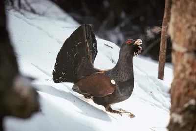 Глухарь: 7 интересных фактов о зимовке токующей птицы | Приключения  натуралиста | Дзен