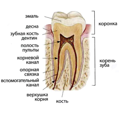 Появление неприятного запаха из-под зубной коронки - Гармония