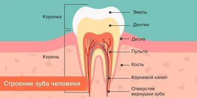 Как проводится лечение корневых каналов зуба?