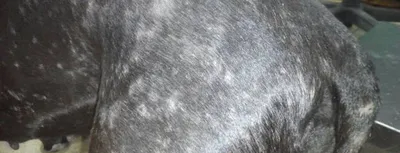 Гнойник рта на собаке стоковое изображение. изображение насчитывающей  изолировано - 99543051
