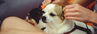 Остеоартрит плечевого и локтевого суставов у собак