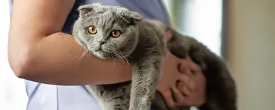 Отофлокс лечит отиты разной этиологии