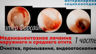 Отит у кроликов | Блог зоомагазина Zootovary.com