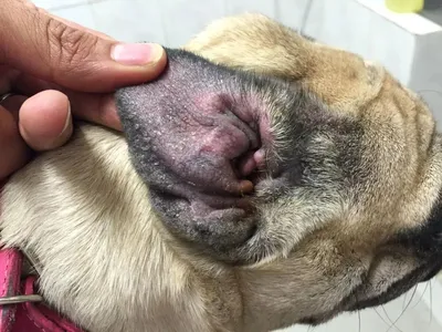 Опухоль верхнего века у кошки.