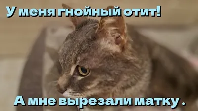 Острый кератит у кошки.