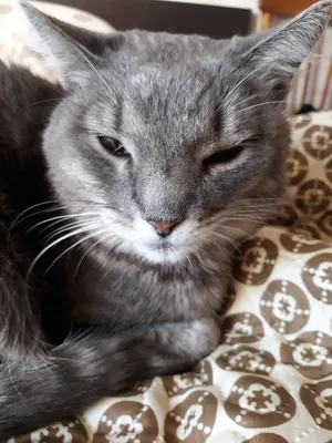 Ушки кошки (гигиена и заболевания) | КотоДзен | BarsyCat | Дзен