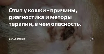 Гнойное воспаление конечности у кота.