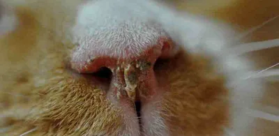 Какими каплями лечить отит у кошек и собак? | Zoohub