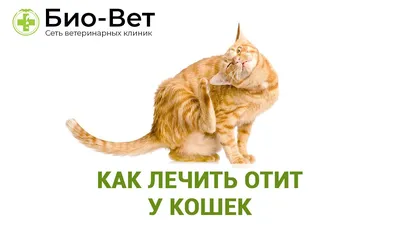 Мейн-куны. Почему у кота грязные уши? Отиты и не только. | Мейн-куны из  Kotoamatsukami | Дзен