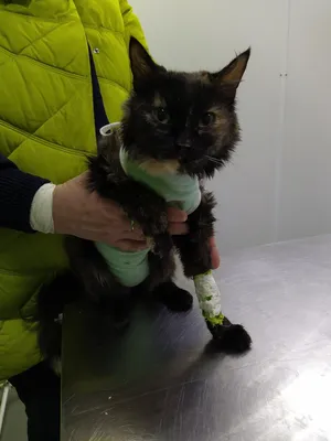 Стригущий лишай у кошки. Причины, симптомы методы лечения